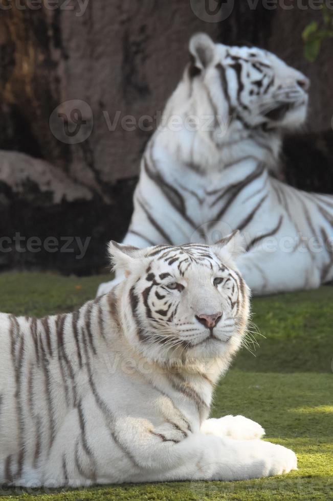 White tiger in a zoo photo