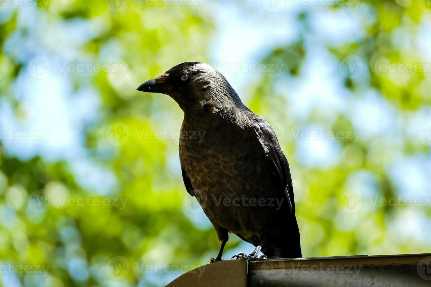 Beautiful bird close-up photo