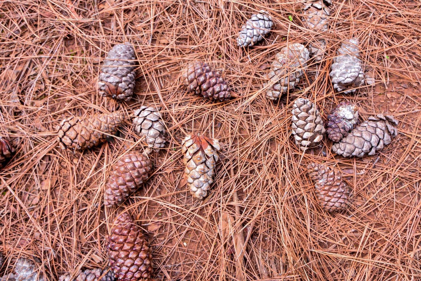 Pine cones on the ground photo