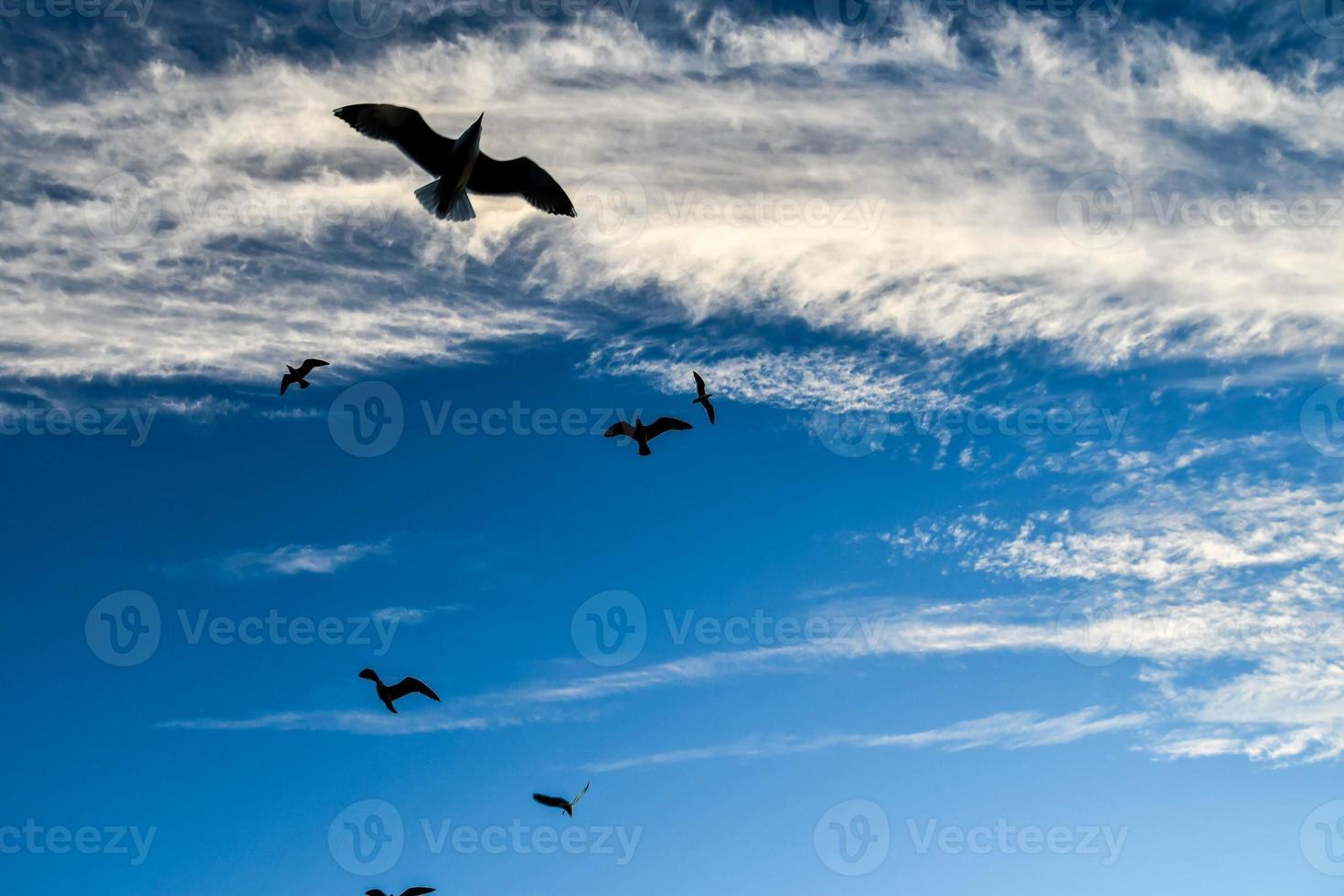 Birds in the sky photo