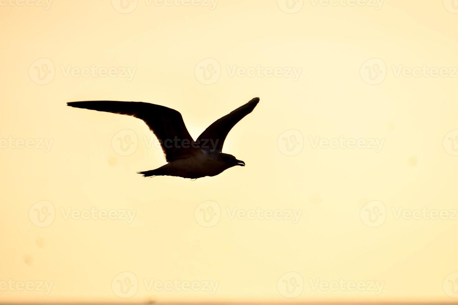 Bird in the sky photo