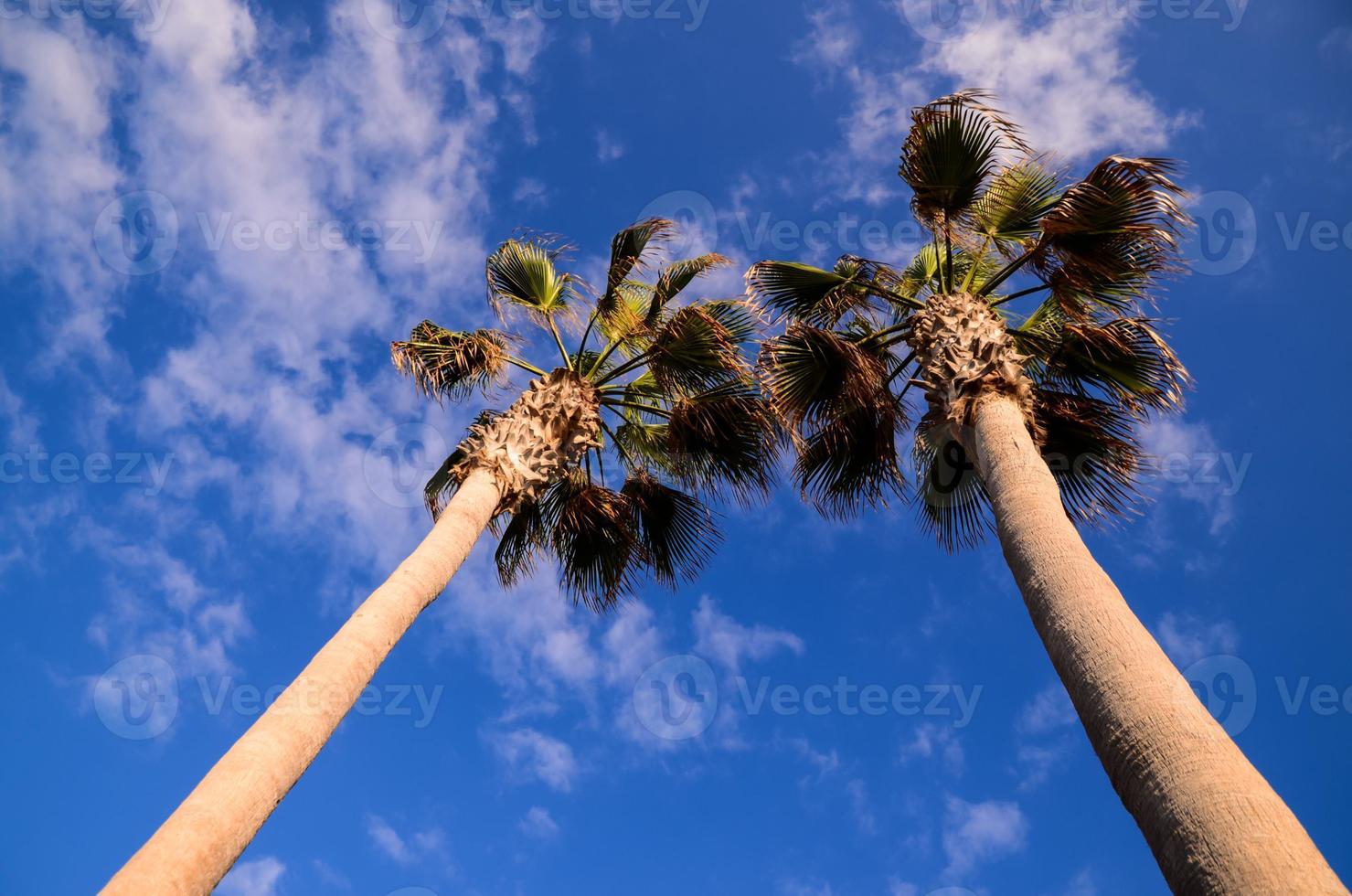 View of palm trees photo
