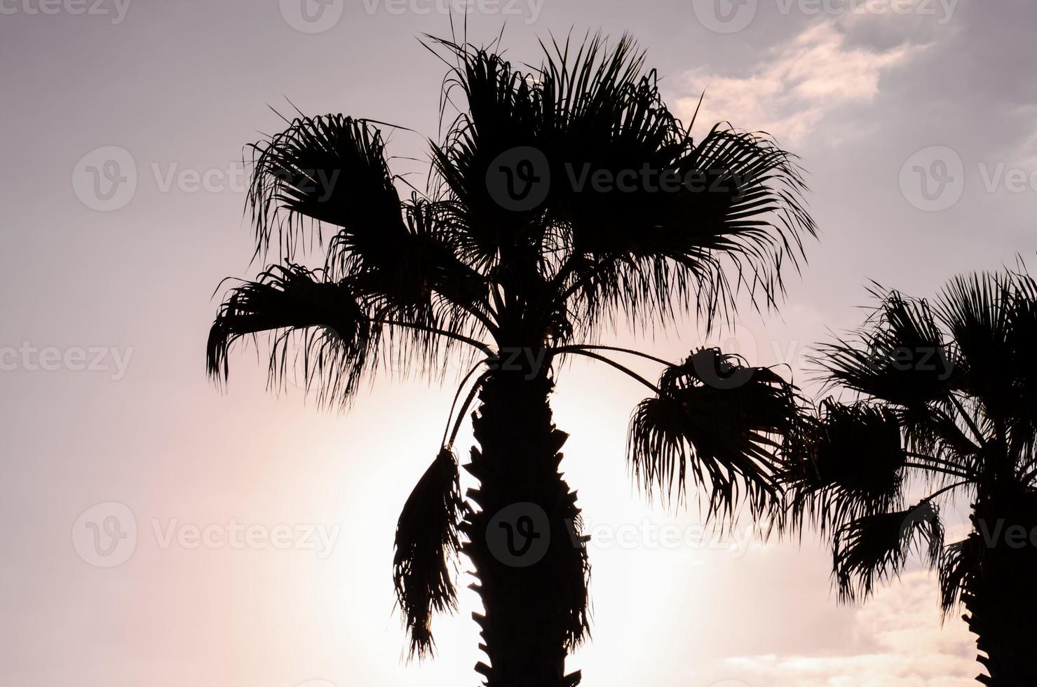 View of palm trees photo