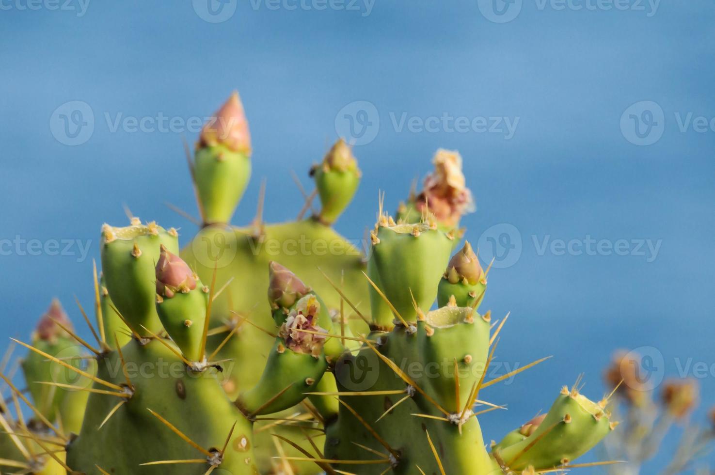 vista cercana de cactus foto