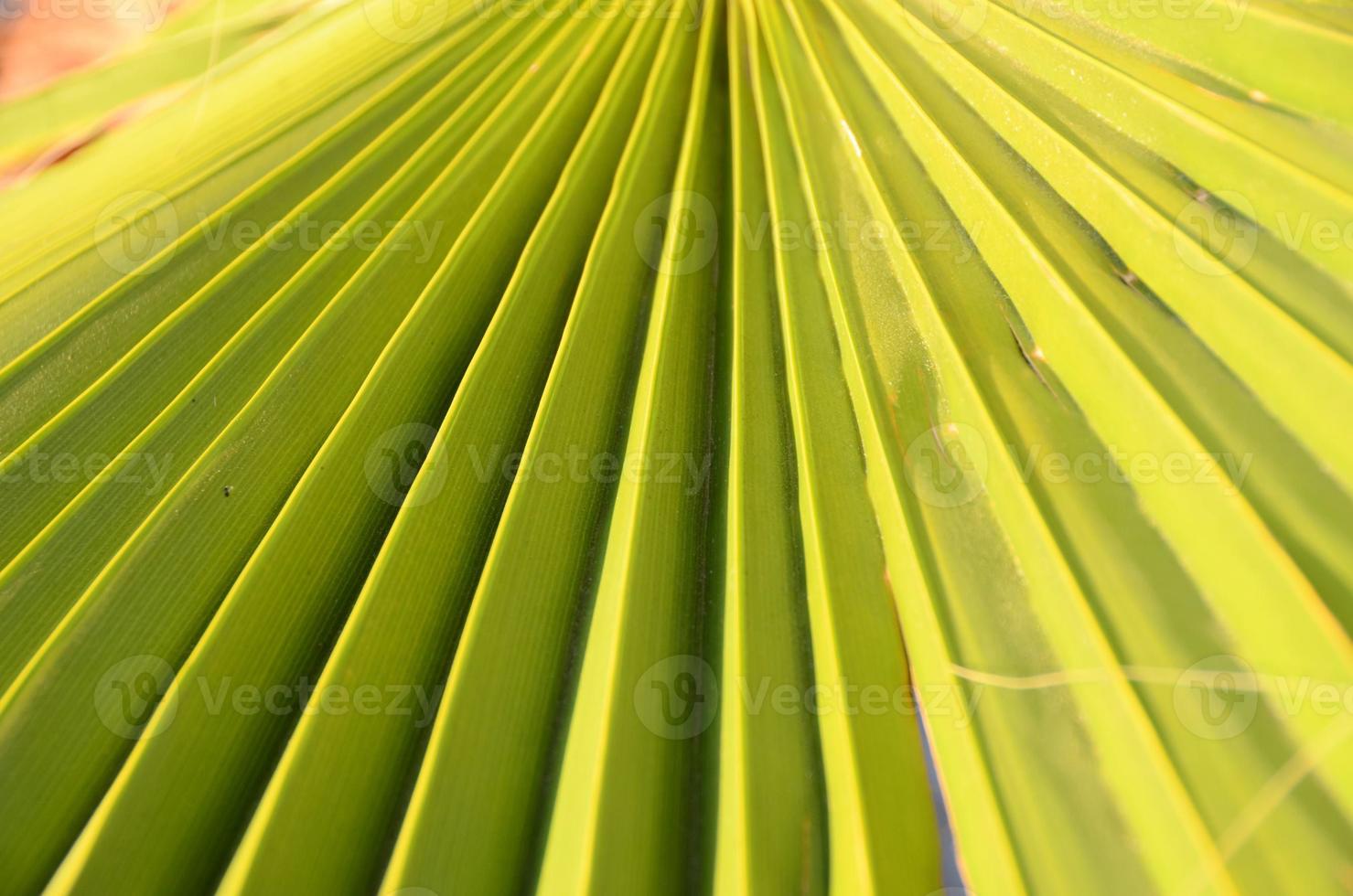 Palm leaf background photo