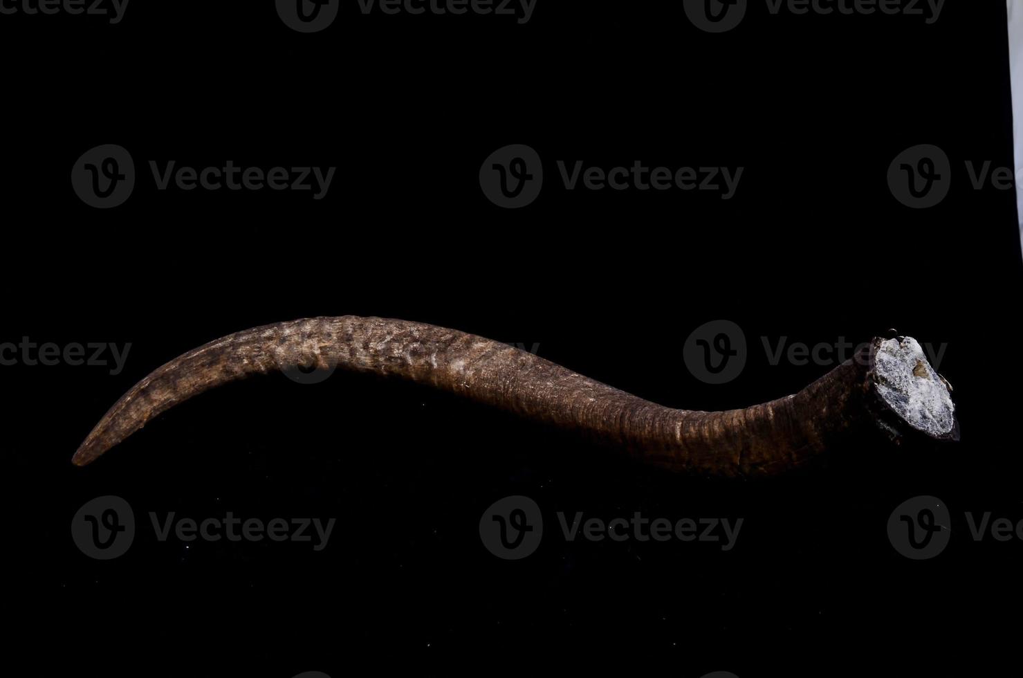 Broken antler on black background photo