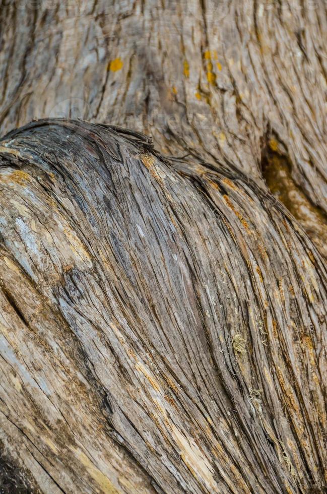 Natural wood close-up texture photo