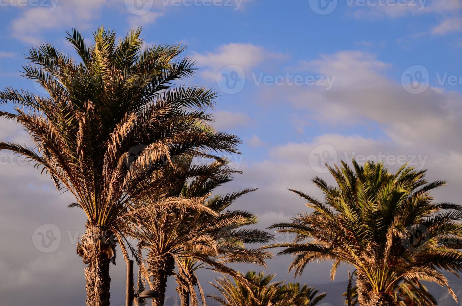 Palm trees view photo