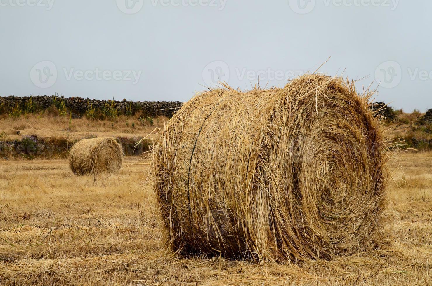 vista de campo de heno foto