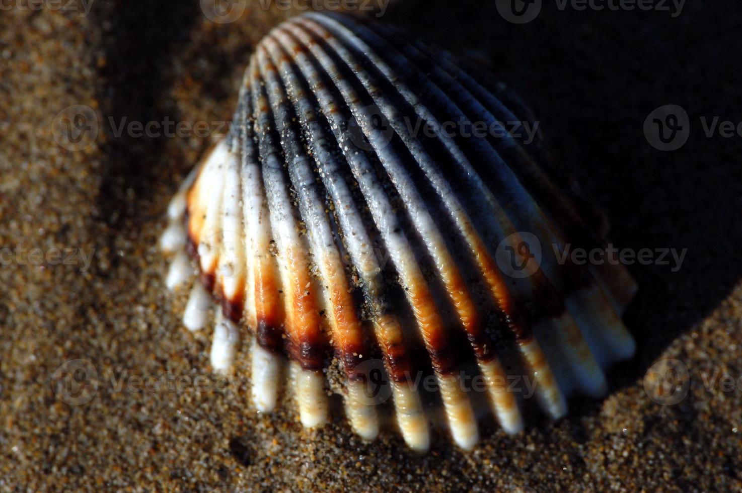 Seashell close-up view photo