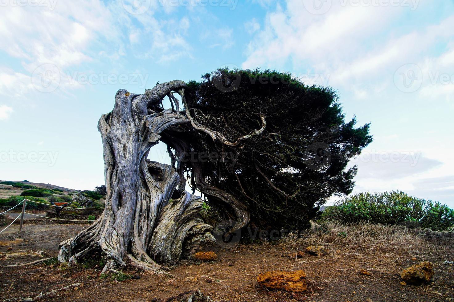 vista del árbol muerto foto