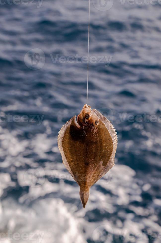 Small fish caught on the hook photo