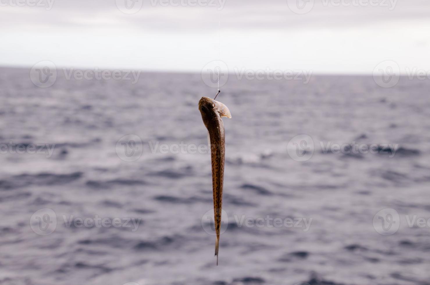 Small fish caught on the hook photo