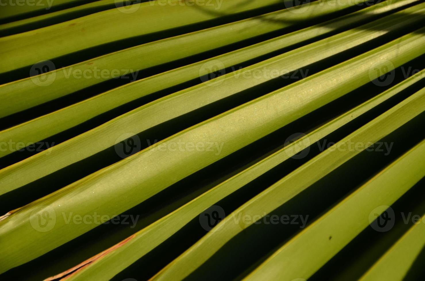 textura de primer plano de hoja de palma foto