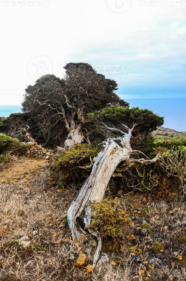 Dead tree view photo