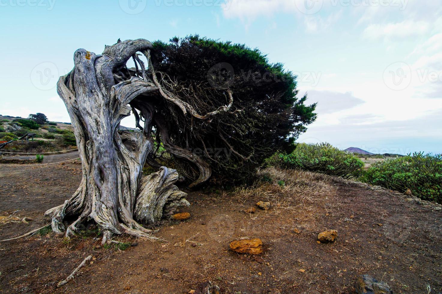 vista del árbol muerto foto