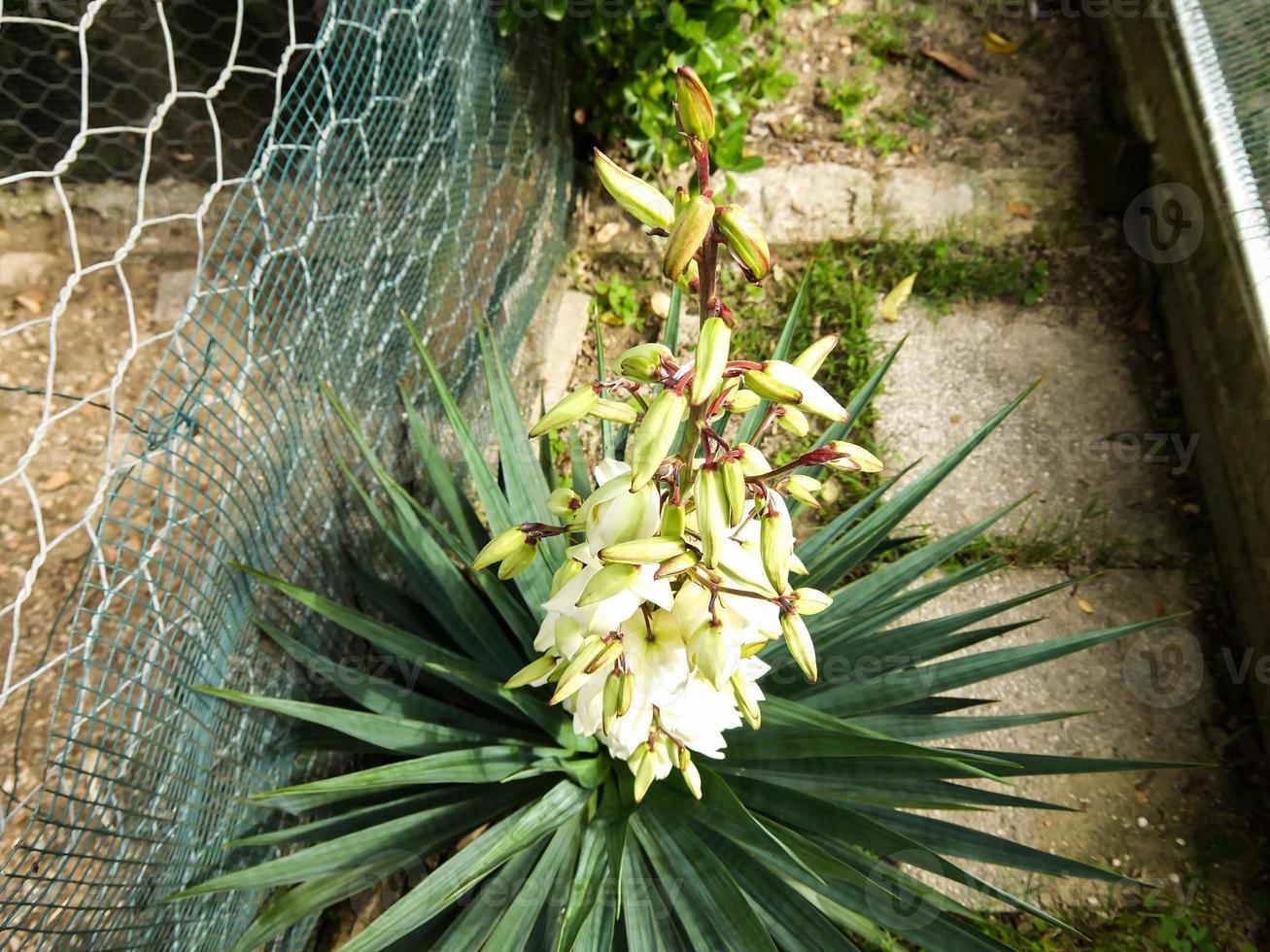 vista de primer plano de la flor foto