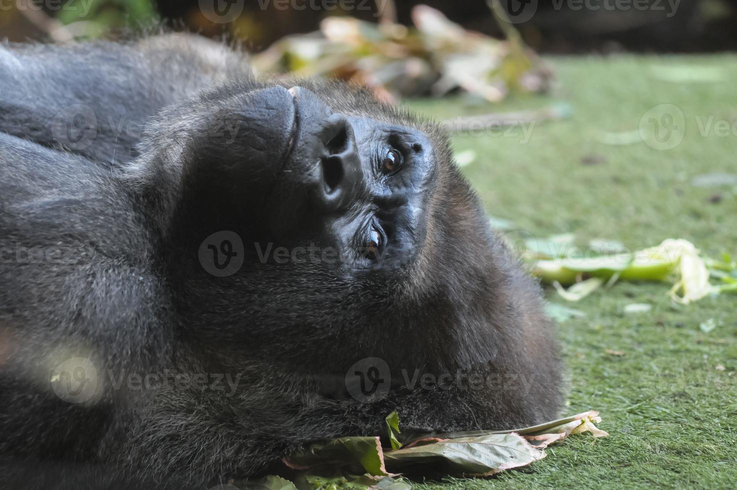 Majestic gorilla close-up photo