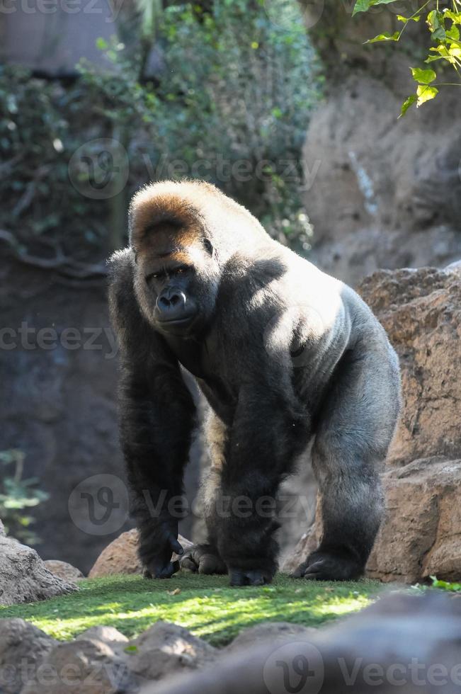 Majestic gorilla close-up photo