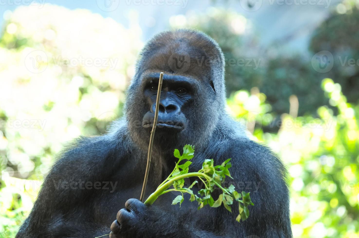 Majestic gorilla close-up photo