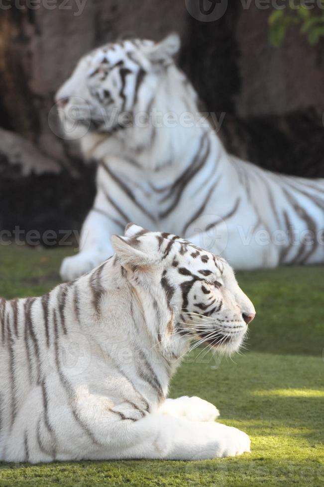 White tiger in a zoo photo