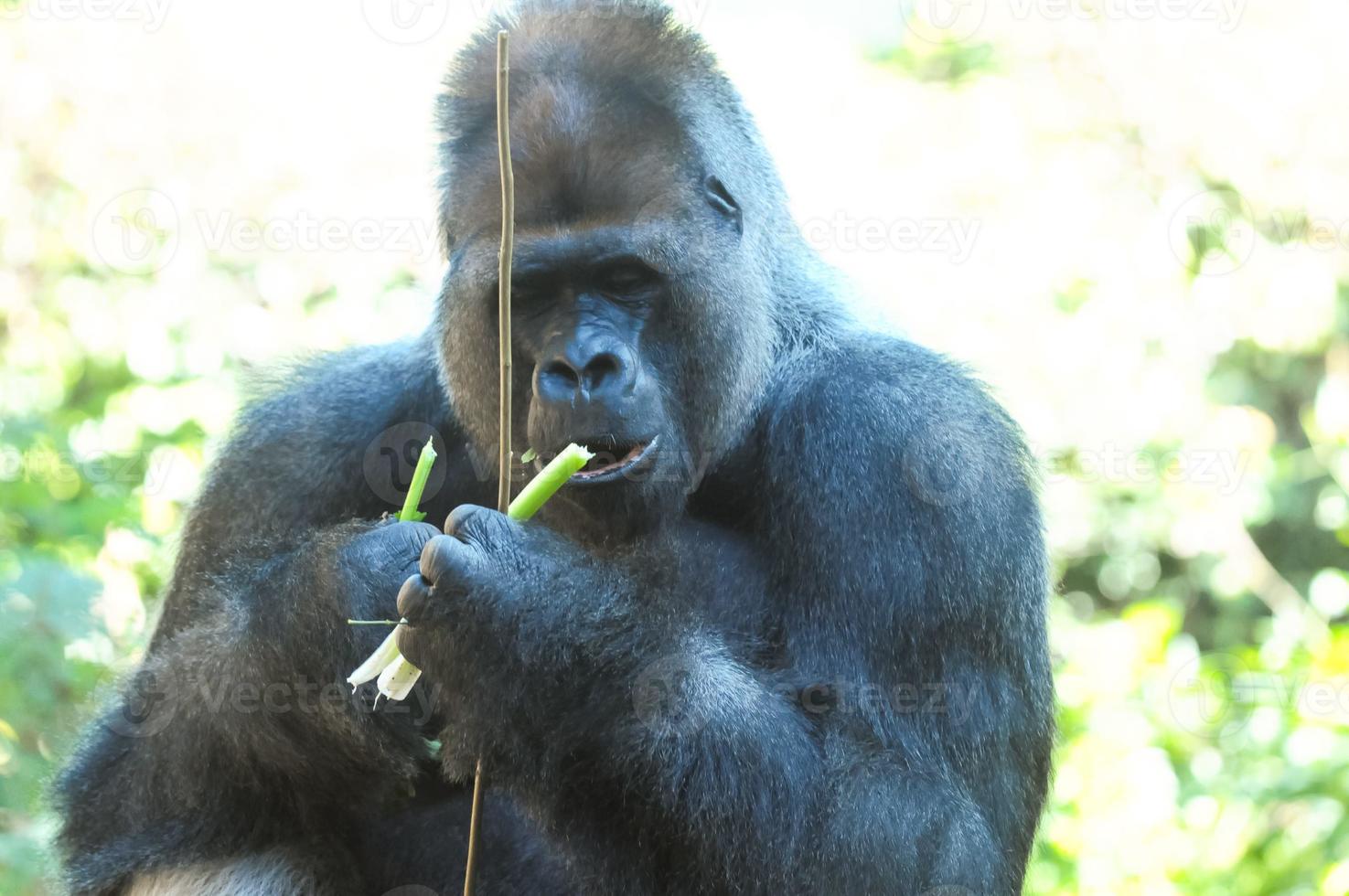 Gorilla on the zoo photo