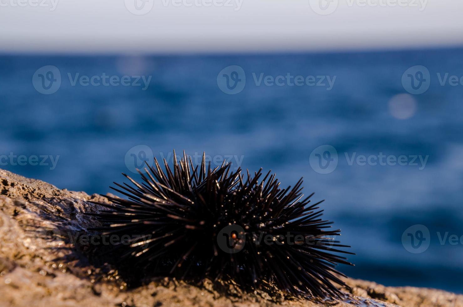 Sea animal close-up photo
