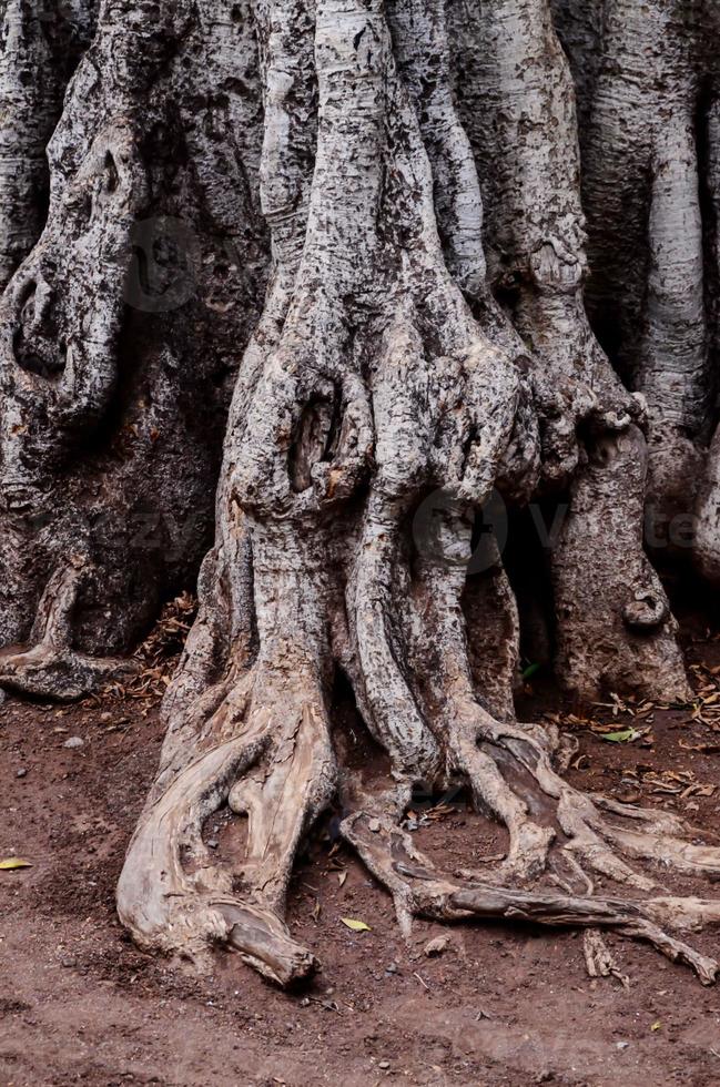 Tree roots close-up photo