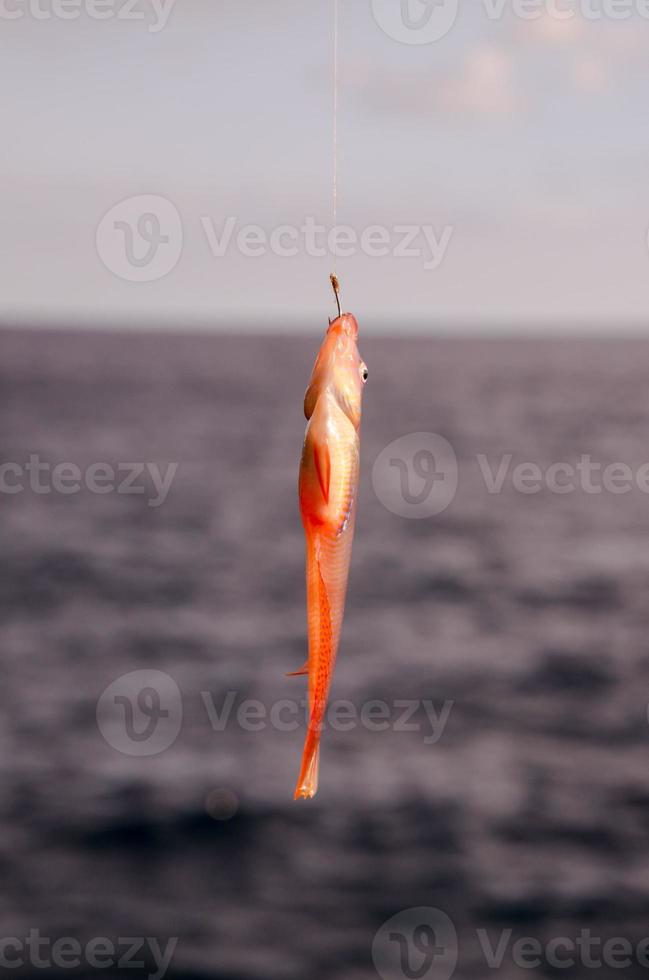 Small fish caught in a hook photo