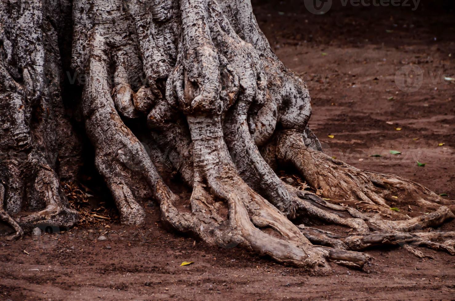 Tree roots close-up photo