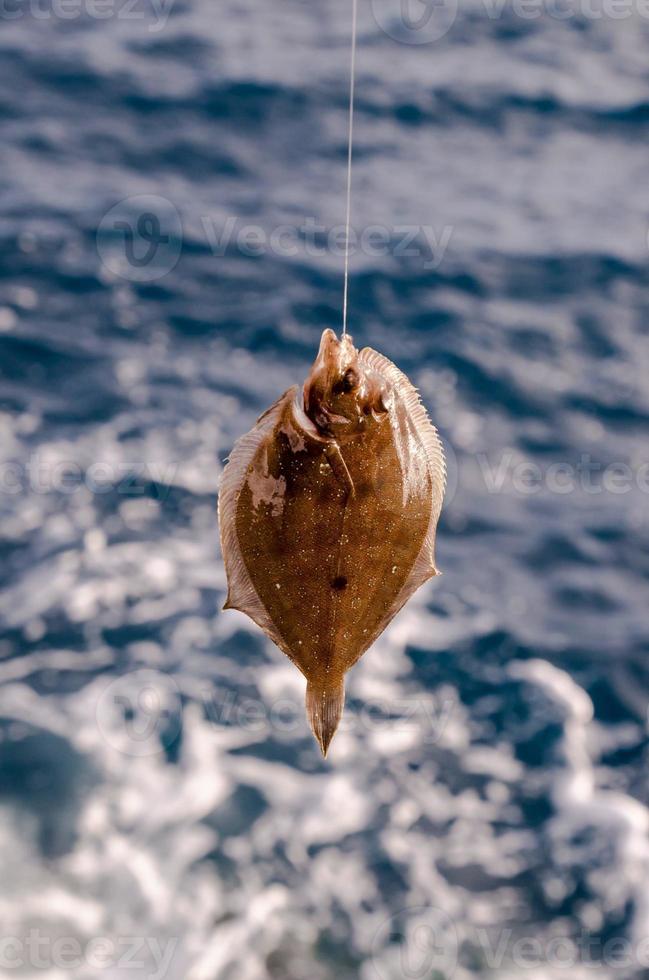 Small fish caught in a hook photo