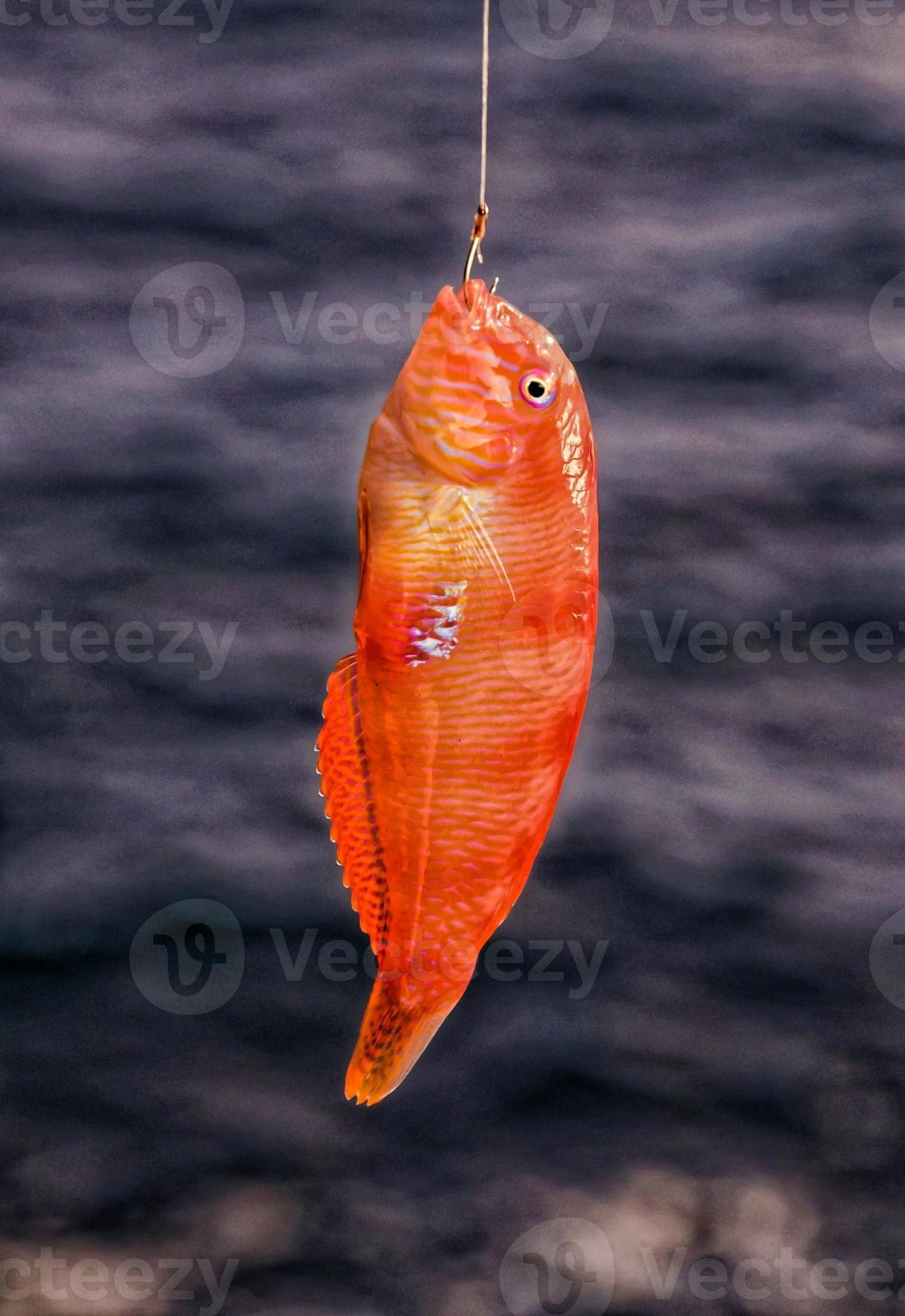 Small fish caught in a hook 17166557 Stock Photo at Vecteezy