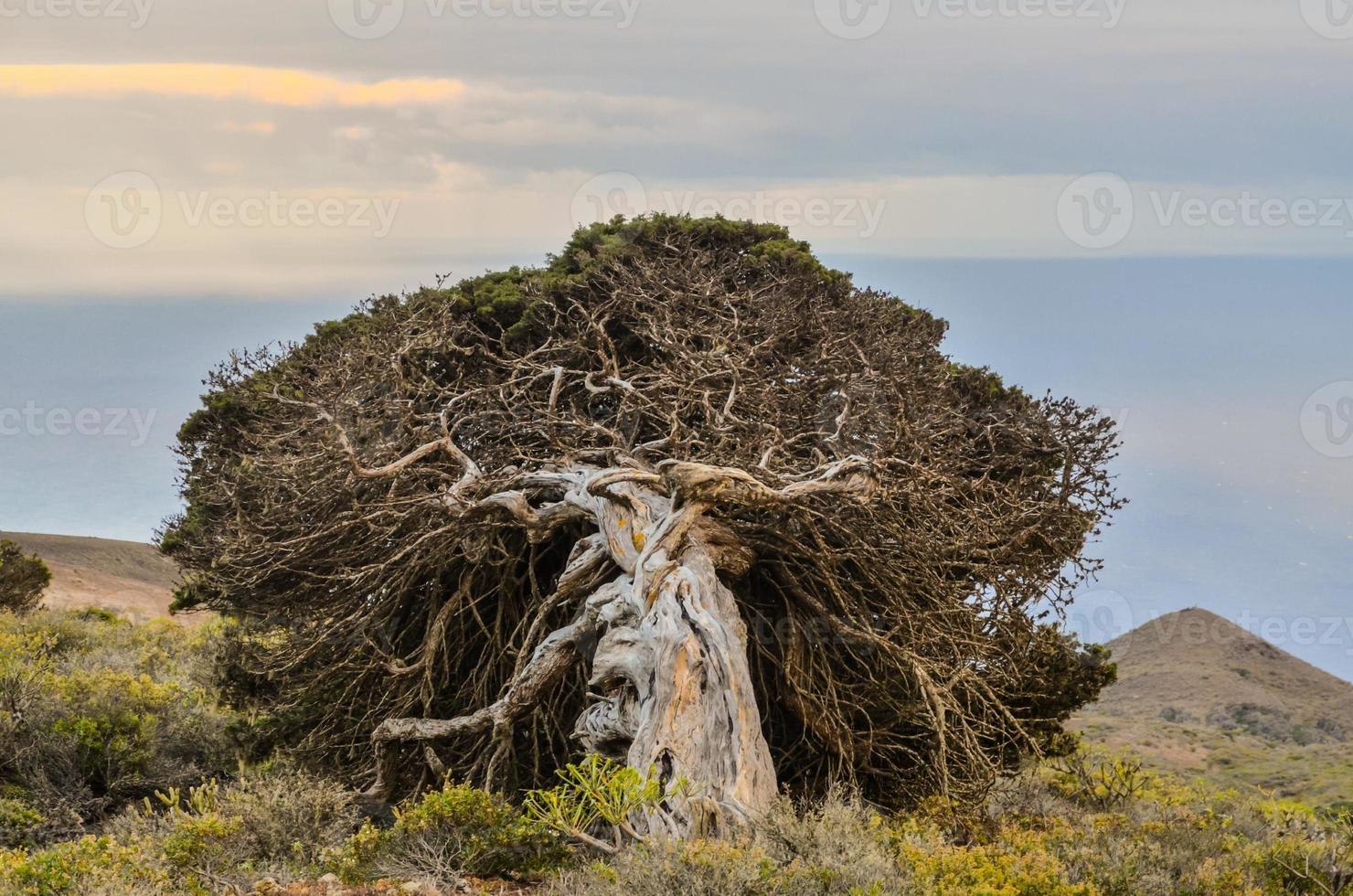 Dead tree on the cliff photo