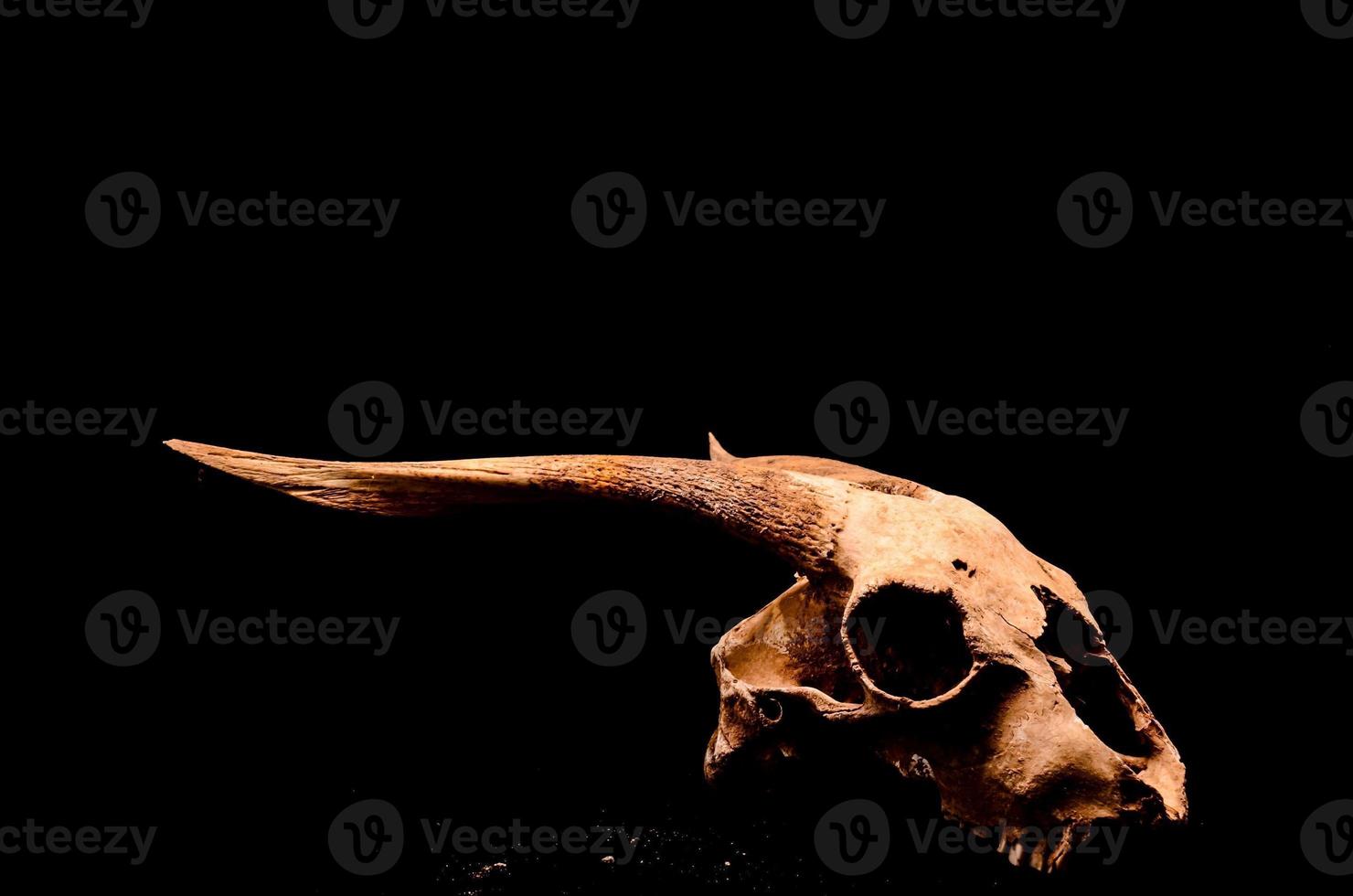 Ram skull on black background photo