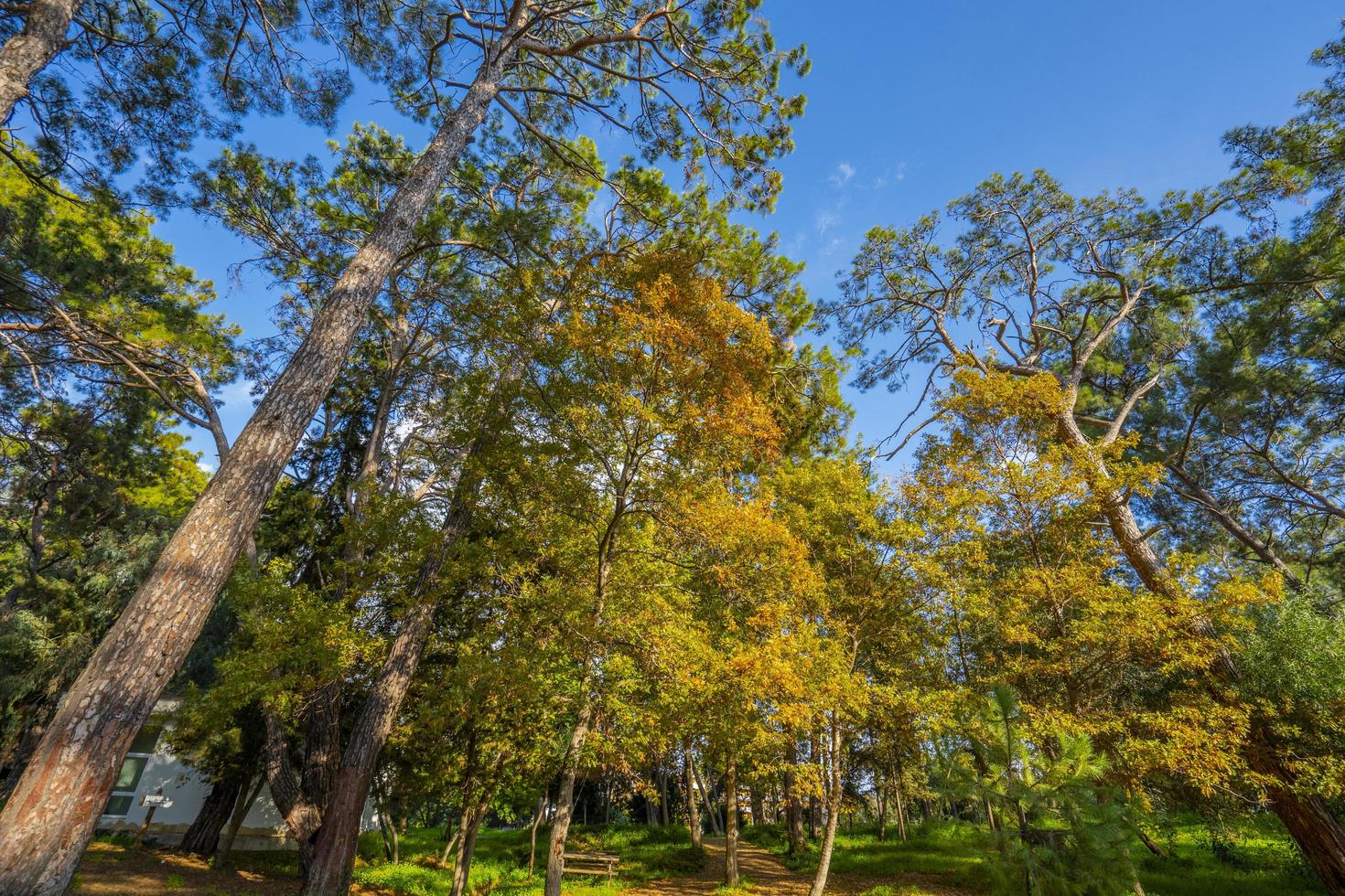 peaceful natural environment in the forest photo