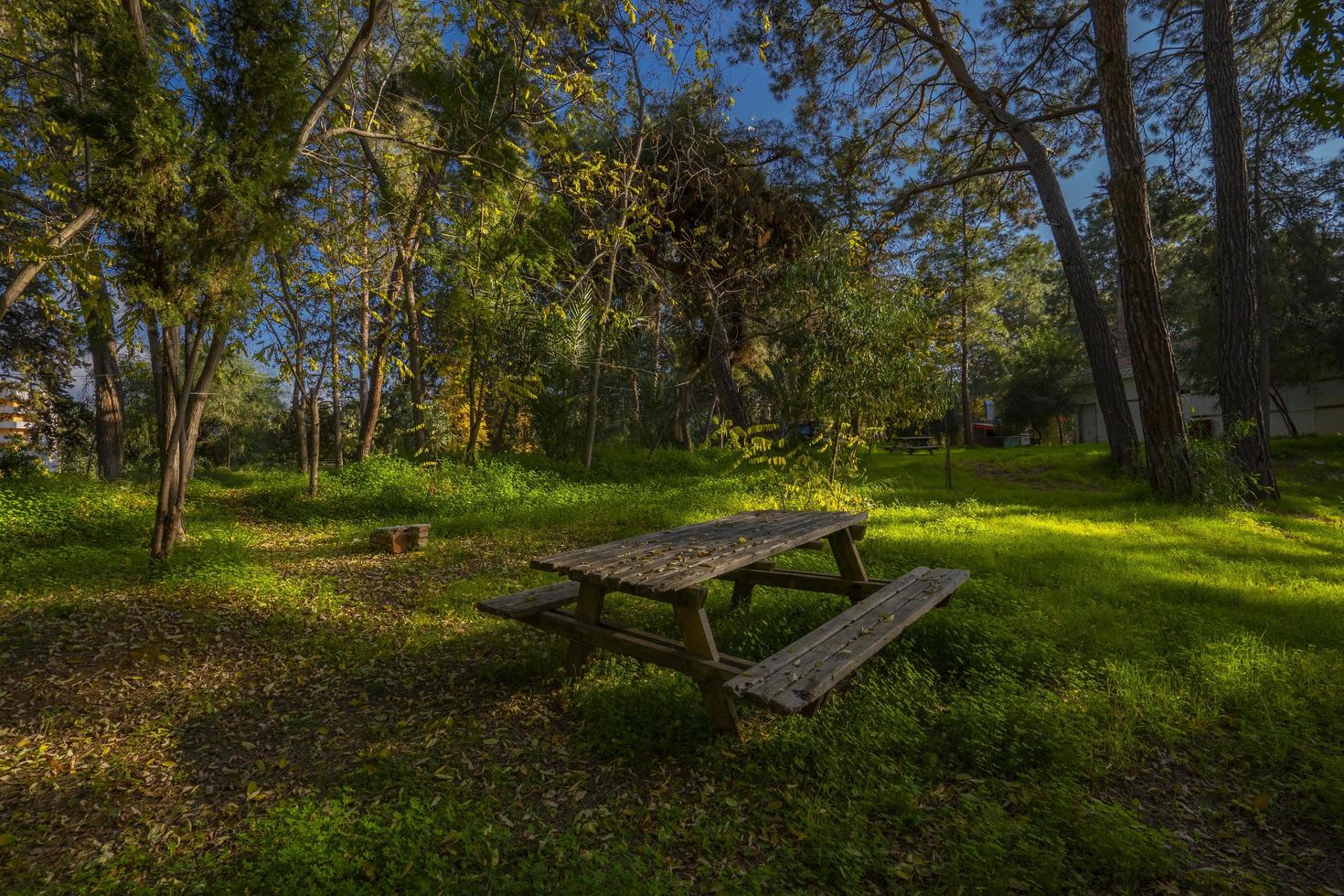 peaceful natural environment in the forest photo