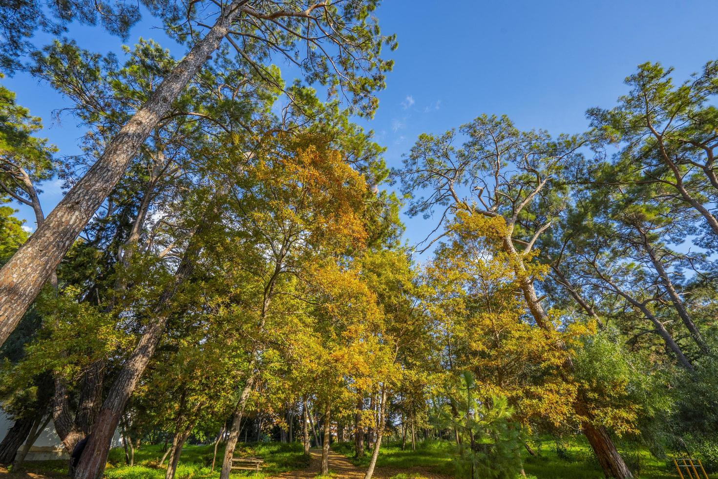 peaceful natural environment in the forest photo