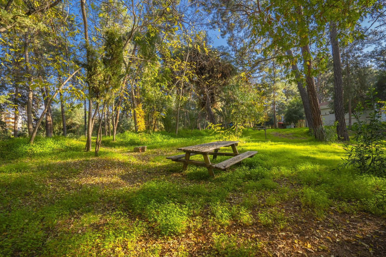 peaceful natural environment in the forest photo