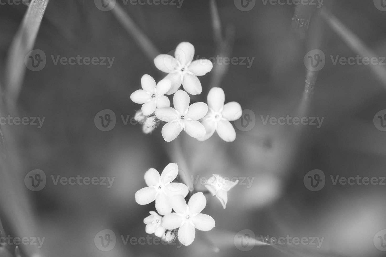 pétalos azules de una flor en hierba verde aislada representada en blanco y negro foto