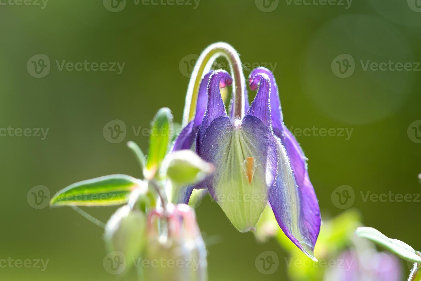 blue purple wild orchid on a green meadow. Flower photo from nature. Landscape