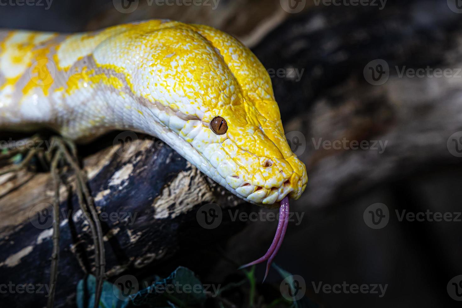 Burmese python snake. Reptile and reptiles. Amphibian and Amphibians. Tropical fauna. Wildlife and zoology. photo