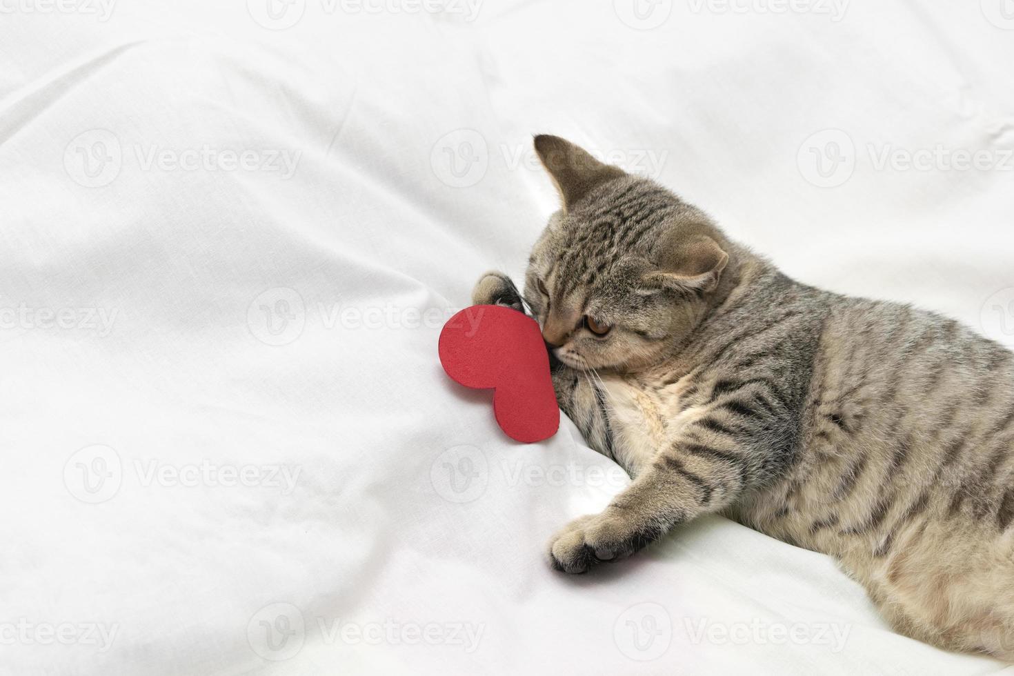 Valentines Day cat. Beautiful small scottish straight kitten lie on white blanket with red hearts . photo