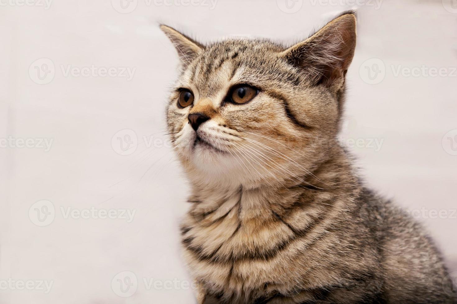 hermoso gatito recto escocés mirando hacia arriba sobre fondo gris foto