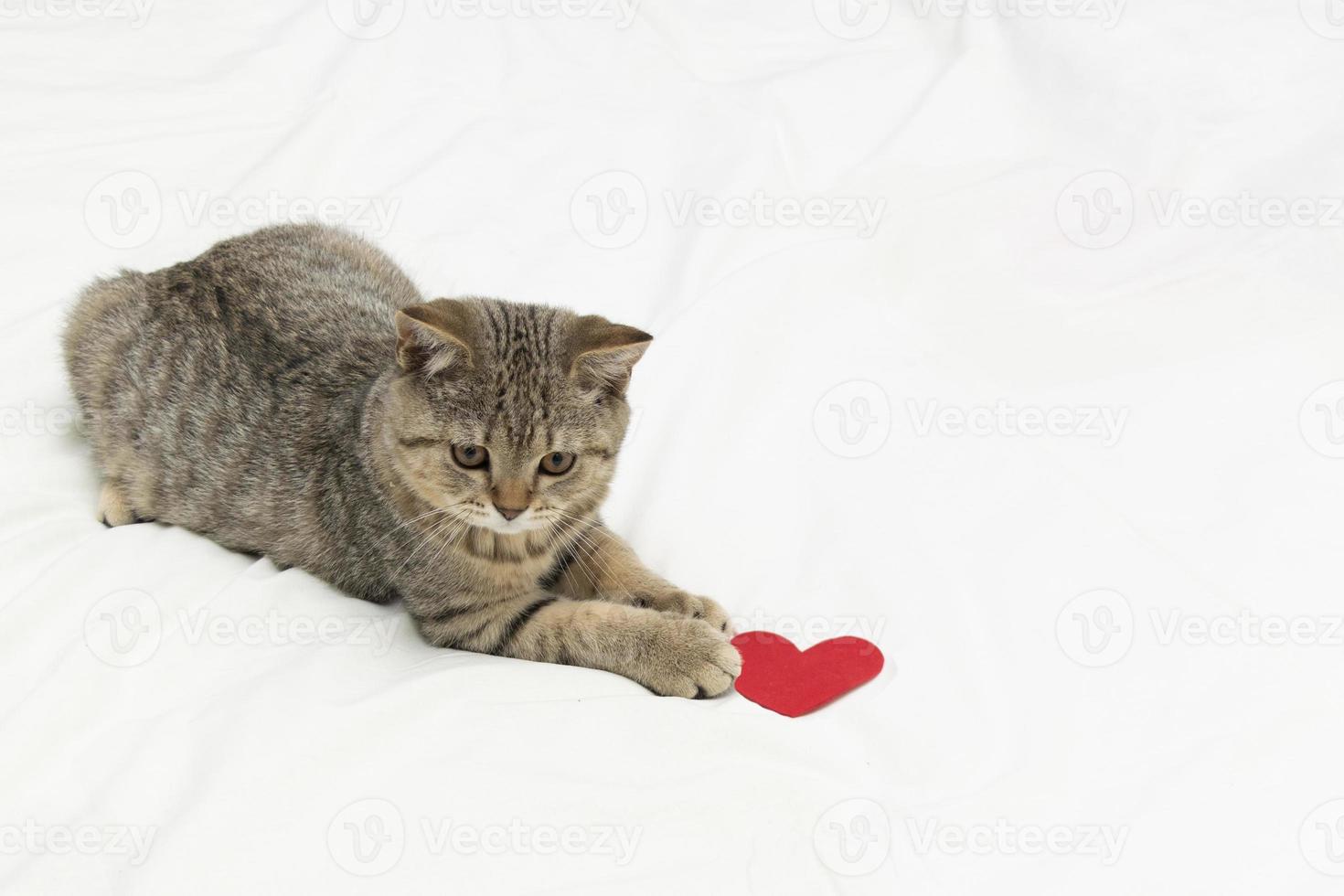 gato del día de san valentín. hermoso pequeño gatito recto escocés yacen sobre una manta blanca con corazones rojos. foto