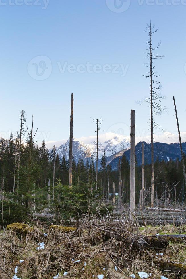 On the way to the sea eye in Poland. The road to the forest. High Tatras. photo