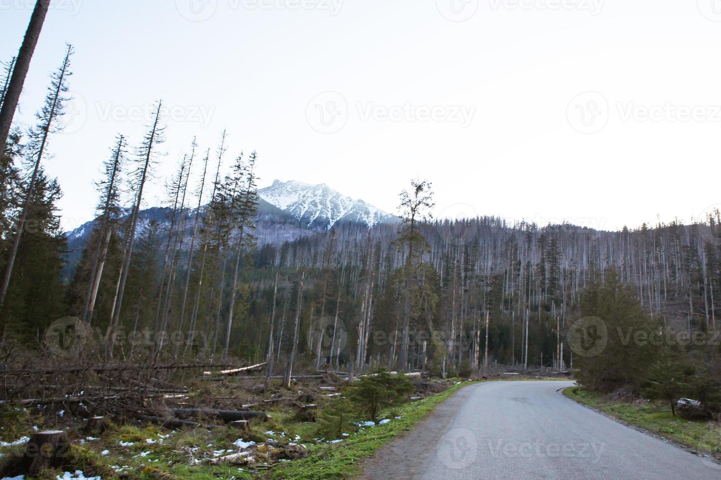 de camino al ojo del mar en polonia. el camino al bosque. tatras. Eslovaquia. foto