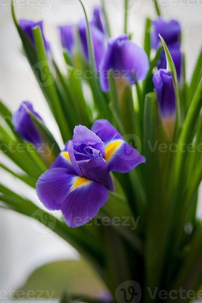 primer plano de la flor de iris púrpura al aire libre. foto