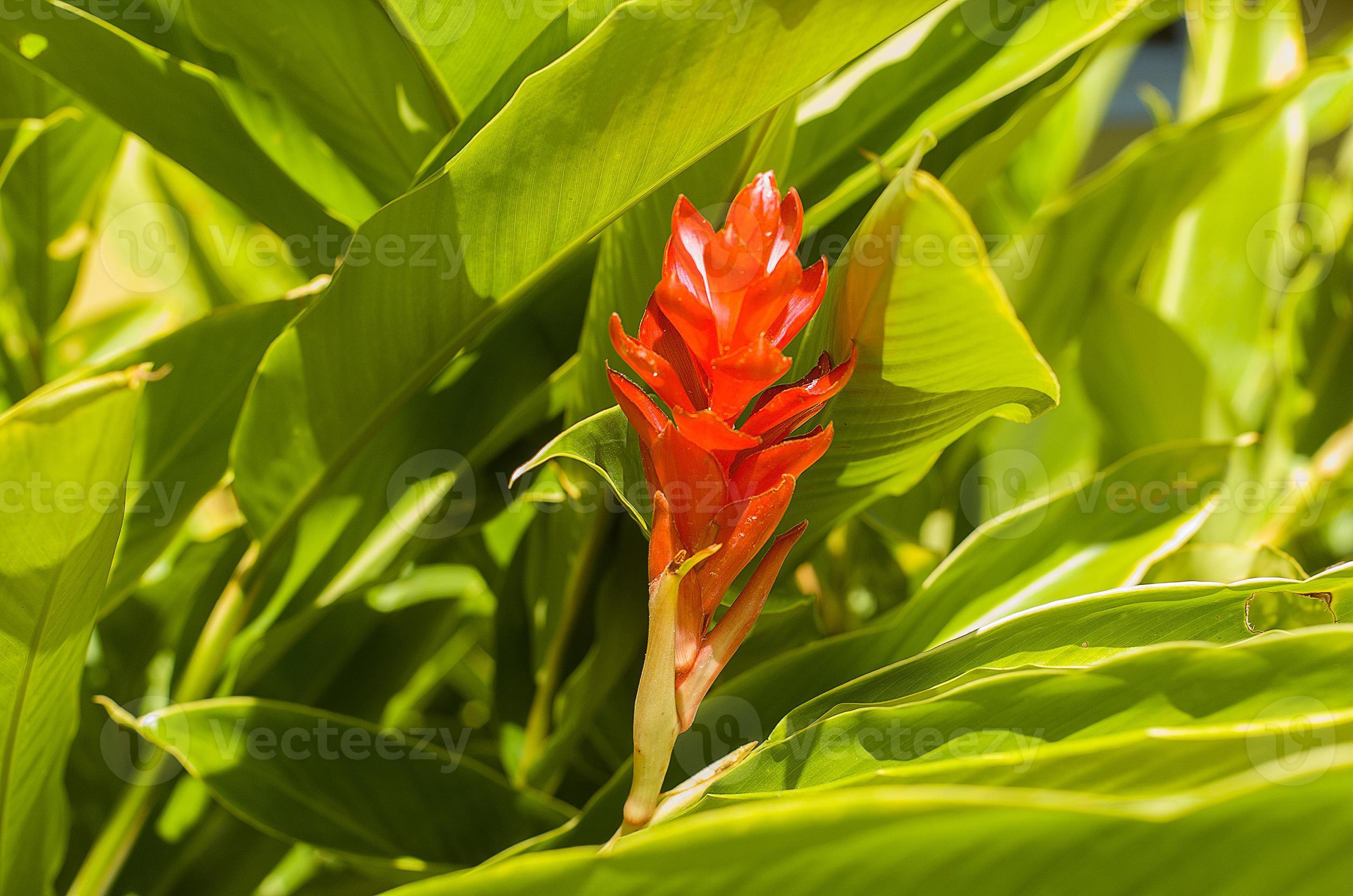 Tropical red ginger flower 17168760 Stock Photo at Vecteezy