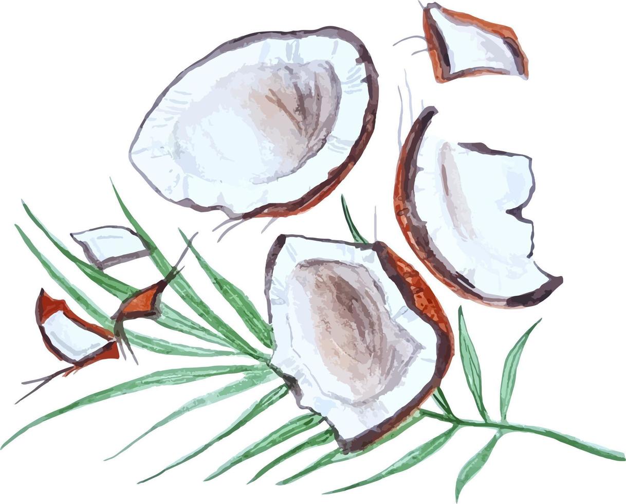 acuarela fruta exótica composición medio coco roto ilustración dibujado a mano vector