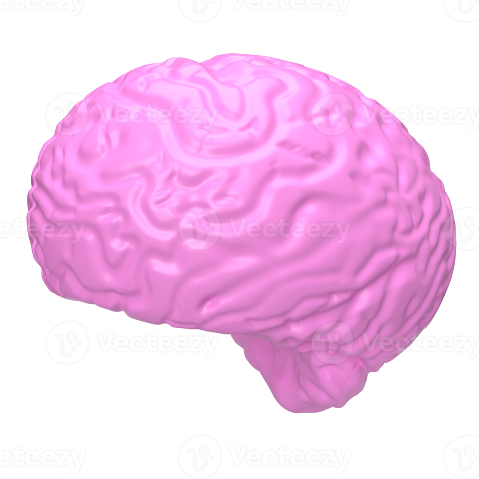 el cerebro rosa imagen png